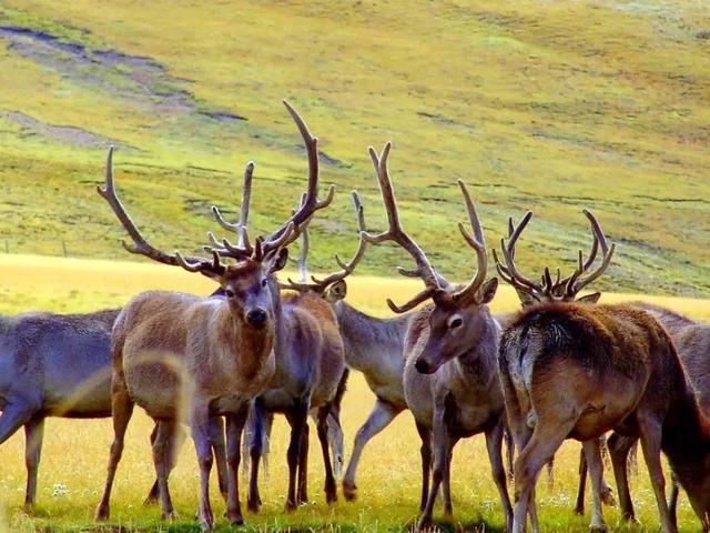 米兰体育教练-雄鹿势不可挡,西部震撼全场